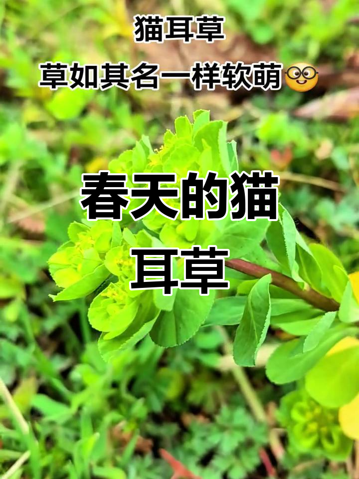 春天里的猫耳草,软萌又可爱!你见过吗?