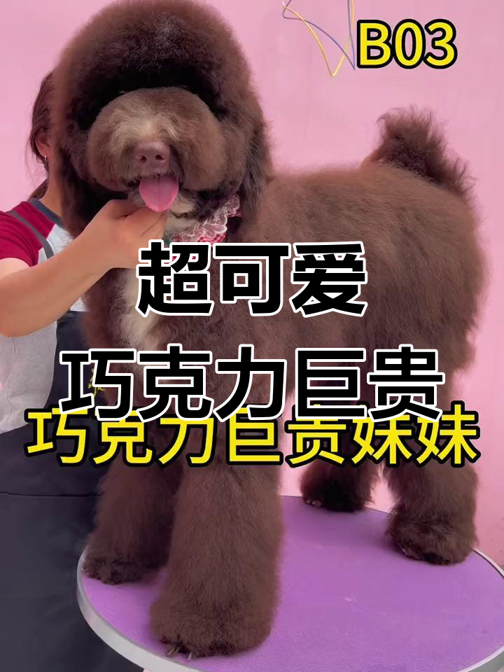 巨型泰迪熊,巧克力色超萌幼犬!
