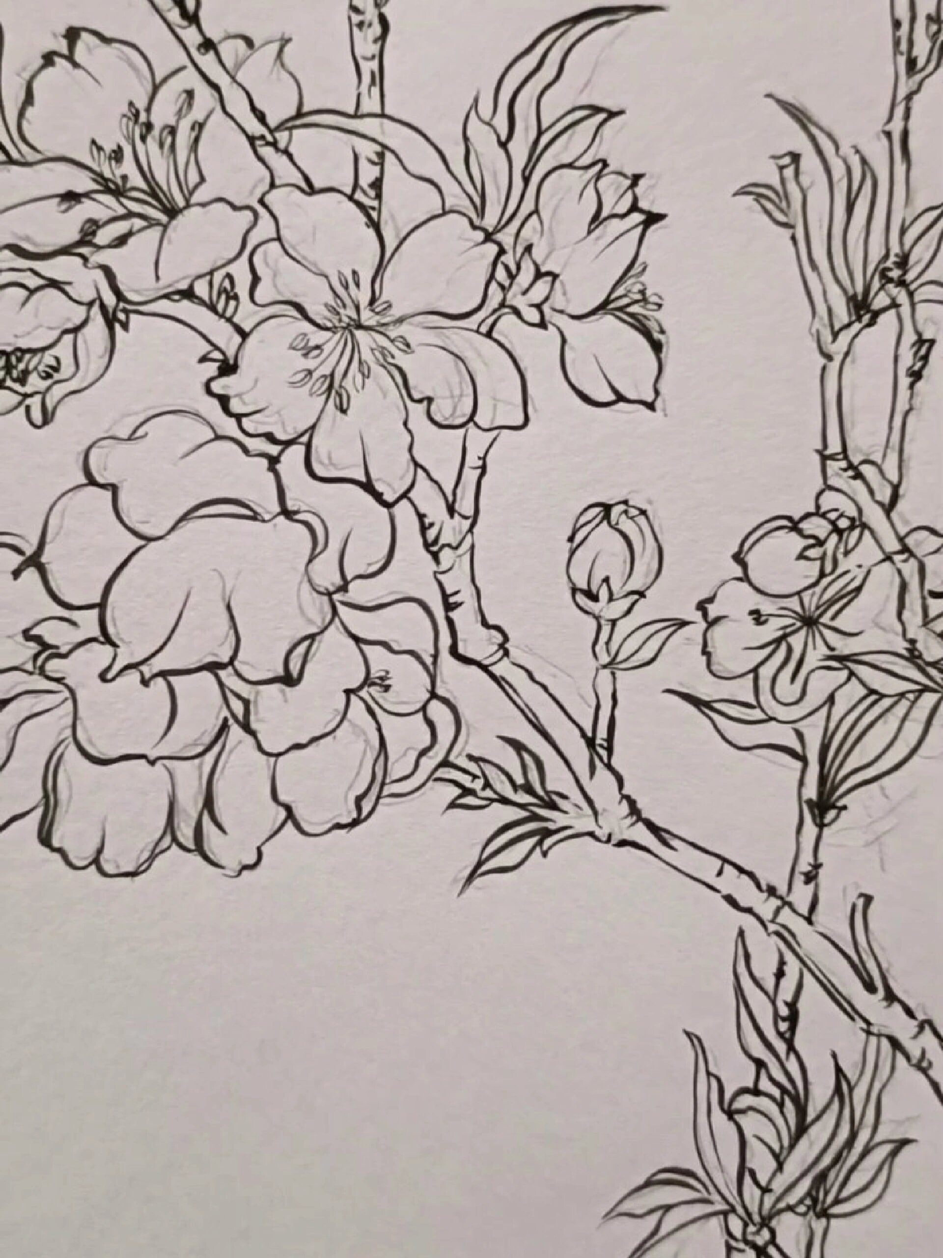 桃花——白描图