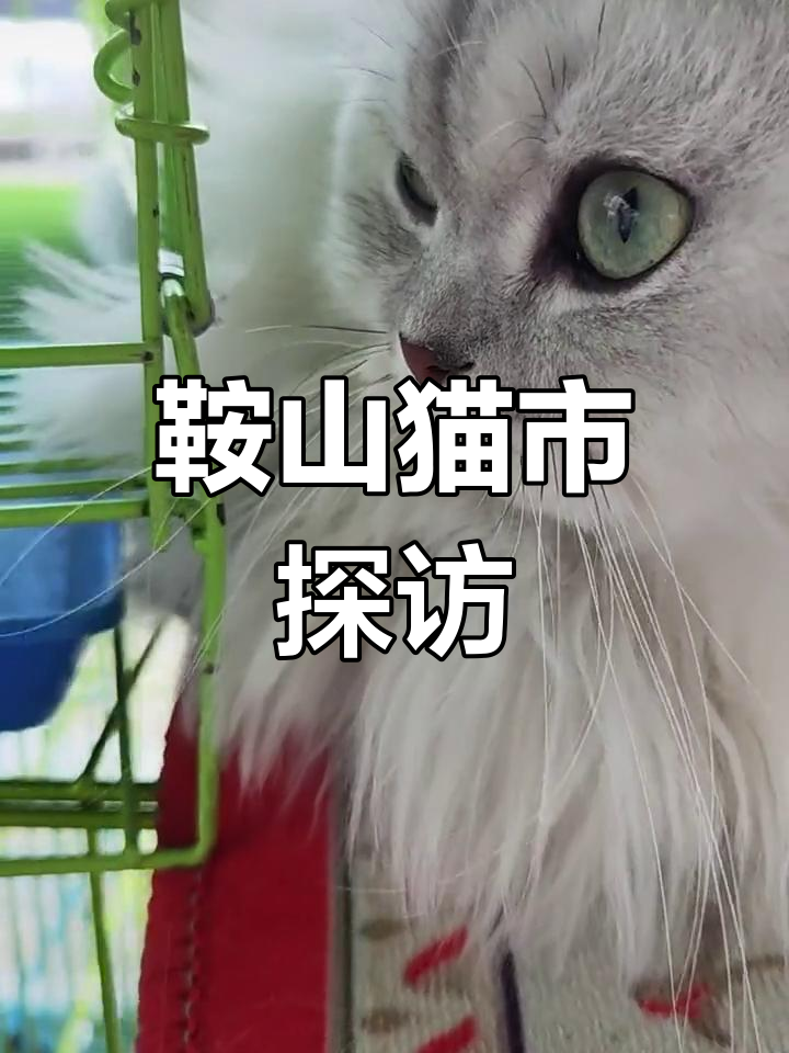 鞍山八家子宠物市场,猫咪品种多价格低