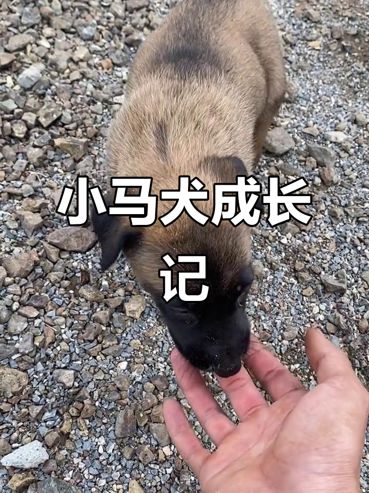 一个月大的马犬小奶狗,萌态十足