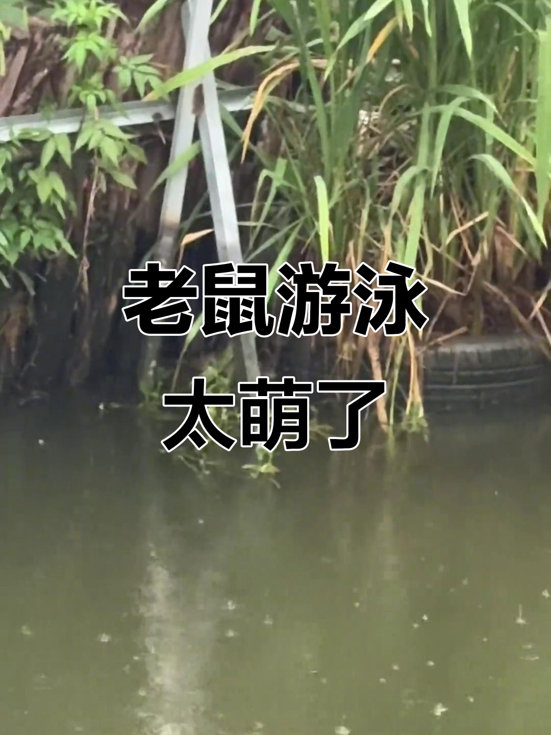 第一次看到老鼠游泳,竟然这么可爱!