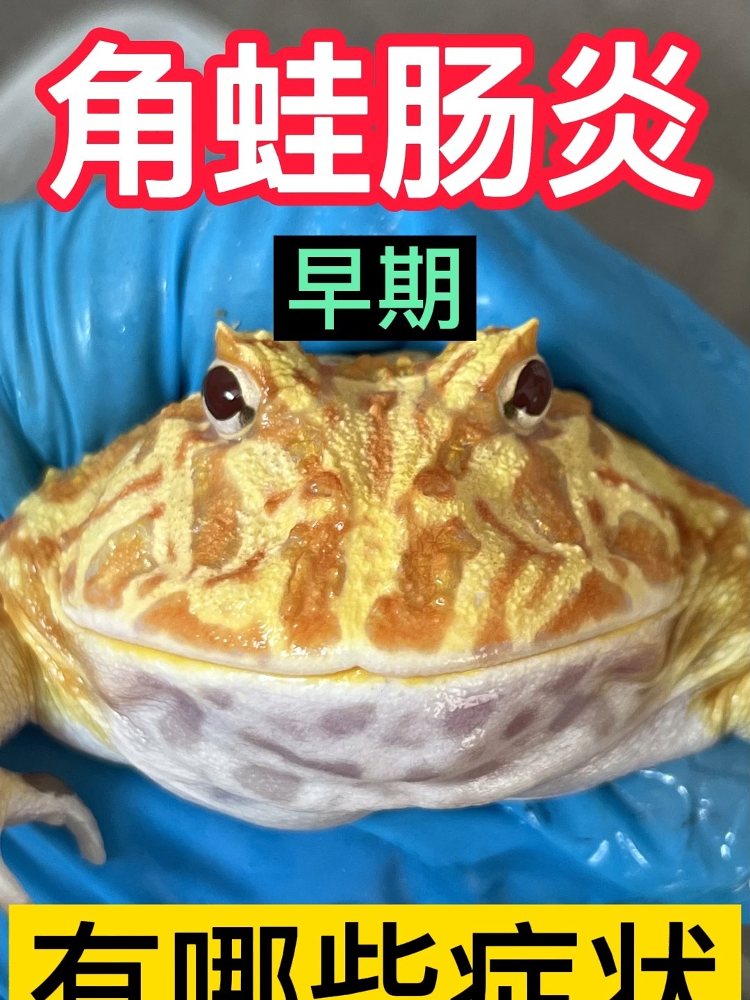 你该如何判断你的角蛙是不是肠炎了-度小视