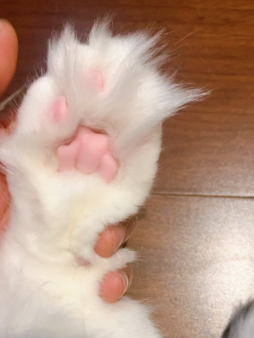 布偶猫日常