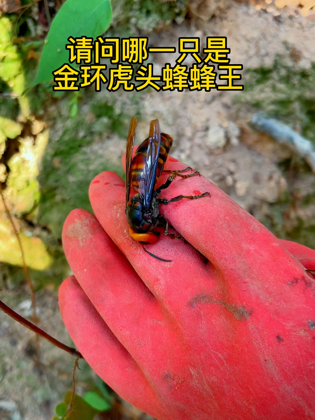 很多粉丝想看看金环虎头蜂的蜂王