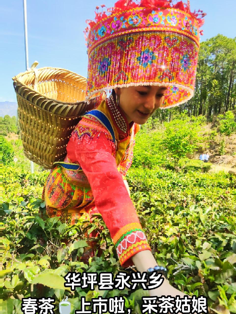 华坪县永兴乡的春茶上市啦 采茶姑娘 春茶采摘 春到茶山采茶制茶忙 茶