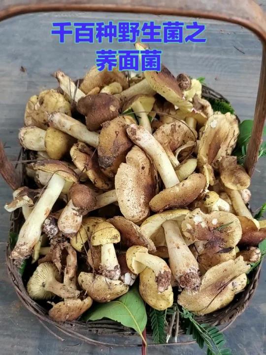 千百种野生菌之荞面菌,味道非常鲜美