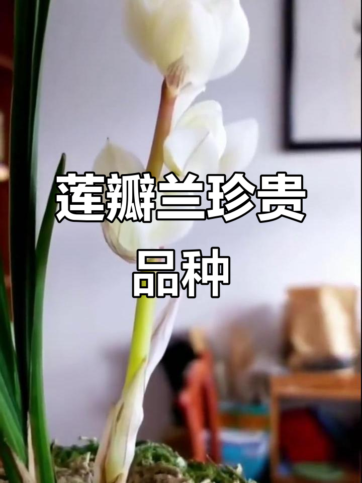 莲瓣兰素冠荷鼎:兰花中的珍品与美丽传说