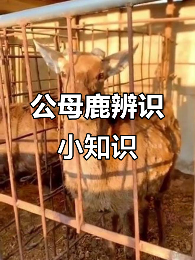 梅花鹿公母大揭秘,如何分辨它们的特点与变化