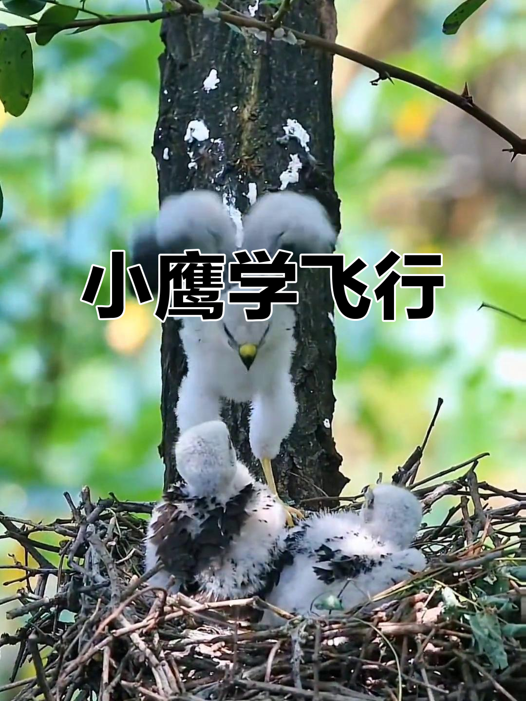 赤腹鹰幼崽奋力练飞,萌态十足