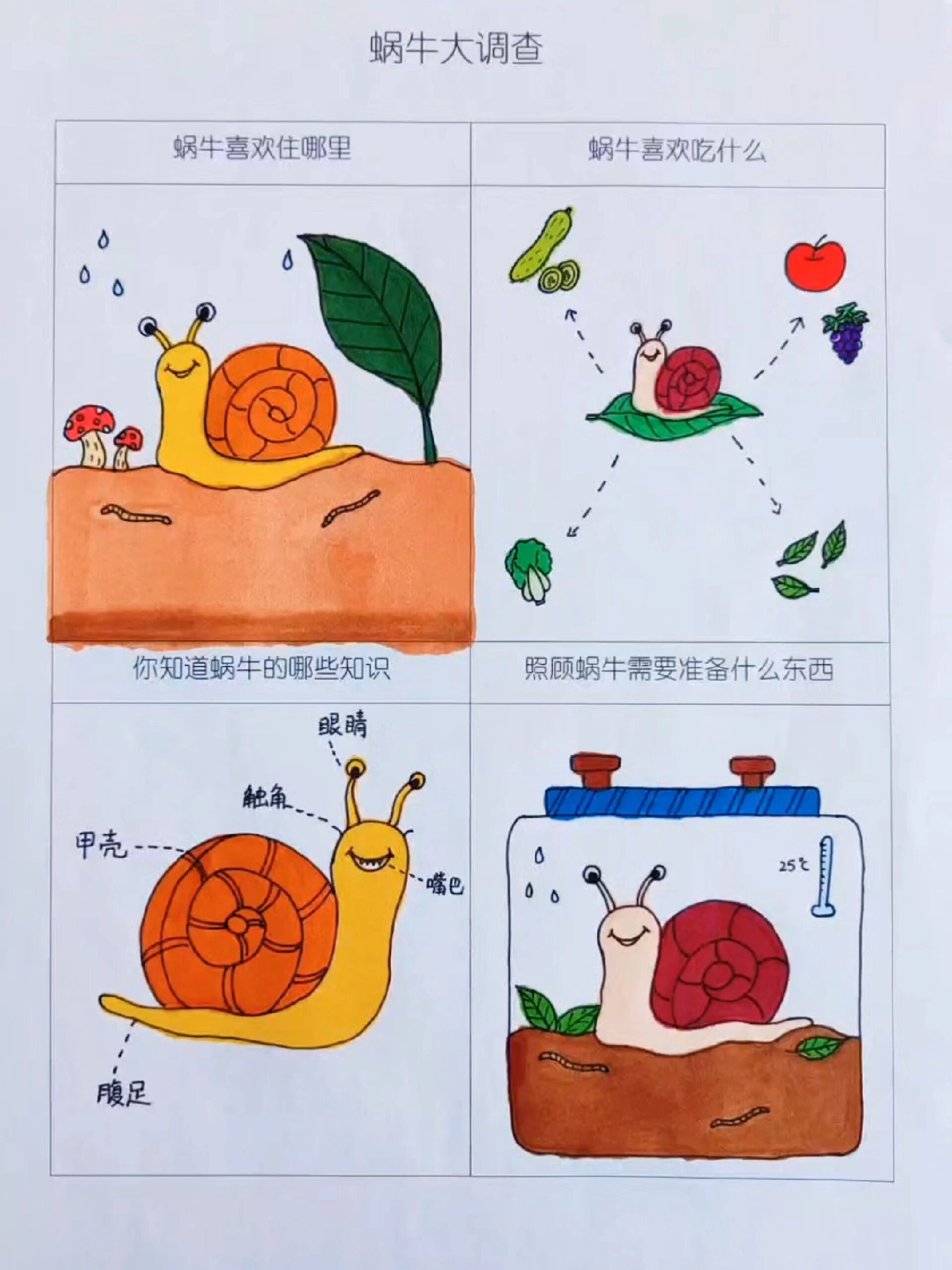 —蜗牛大调查蜗牛喜欢住哪里