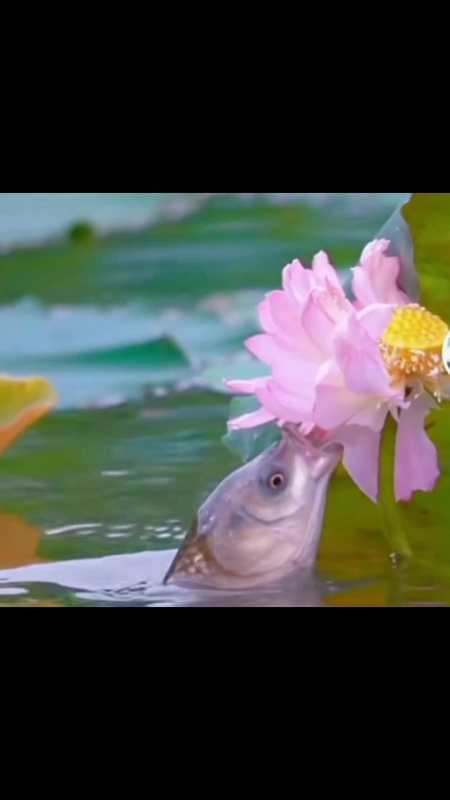 荷塘美景 荷塘月色 夏日荷花 夏天的味道 @四川教育发布 @中国大学生