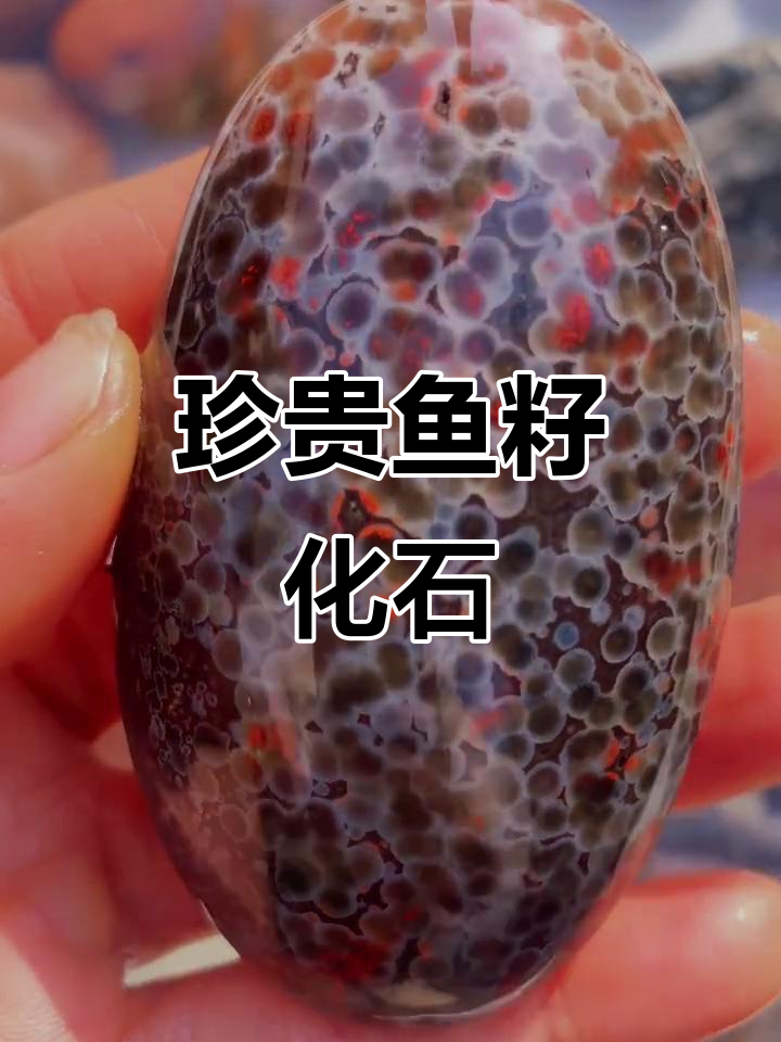 稀有鱼籽化石,揭秘远古海洋秘密