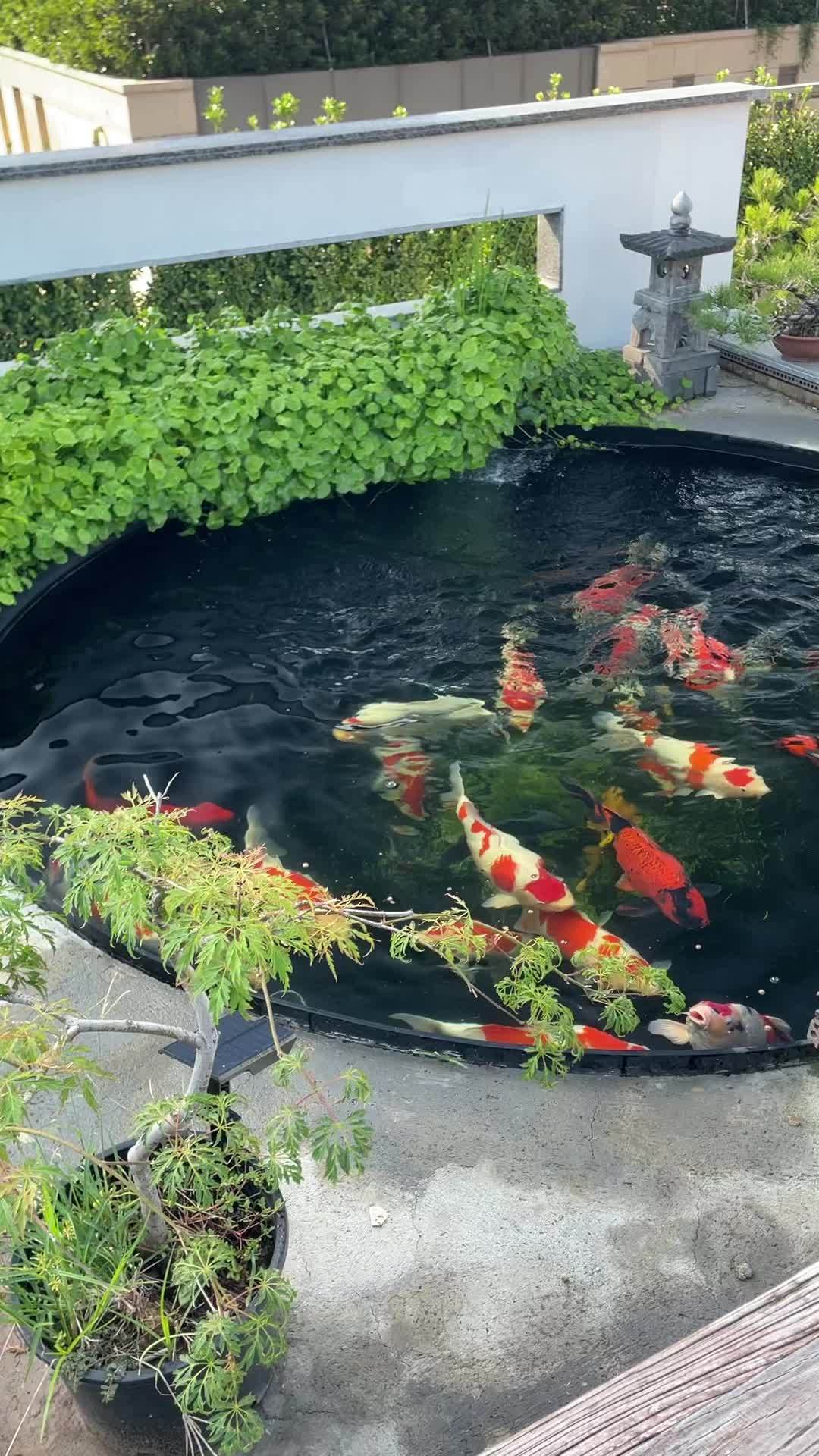 圆形塑料锦鲤鱼池,最近都在100吨锦鲤鱼池施工现场,这个鱼池很少直播