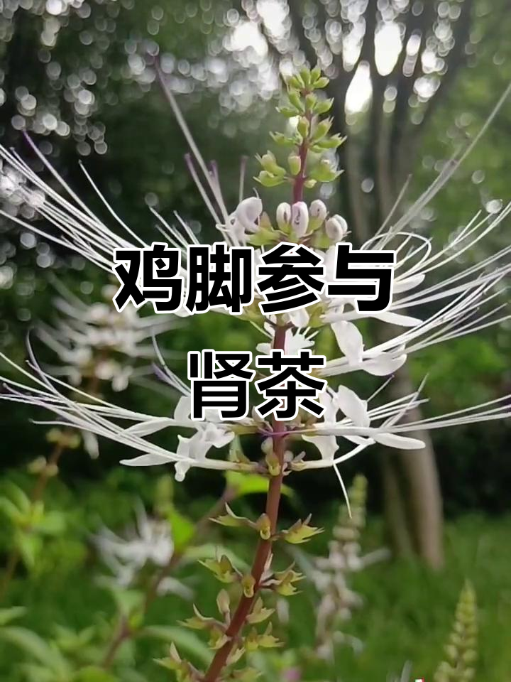 鸡脚参属肾茶:一种药用植物,了解唇形科的特点