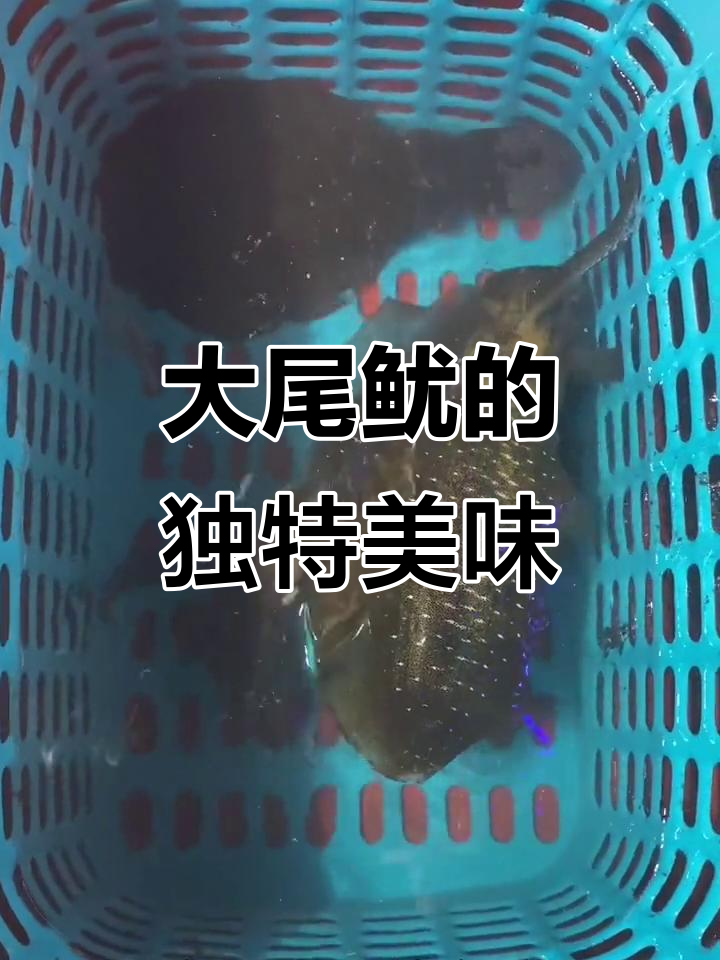 大尾鱿:肉质脆嫩,可做刺身和干制品