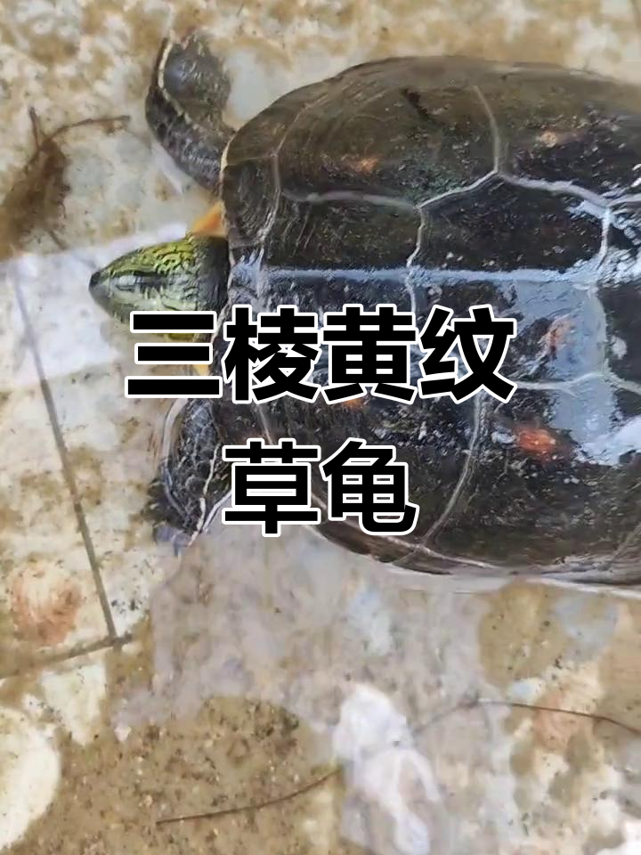 中华草龟,三棱背甲,黄色纵纹遍布全身