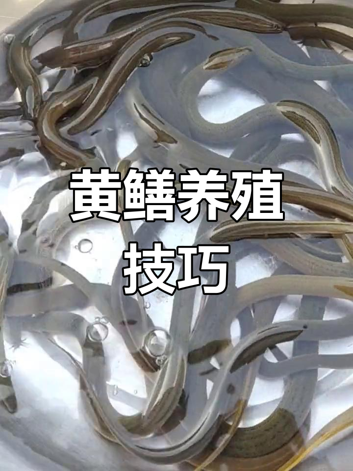 致富经藕塘养黄鳝视频(藕塘套养黄鳝)