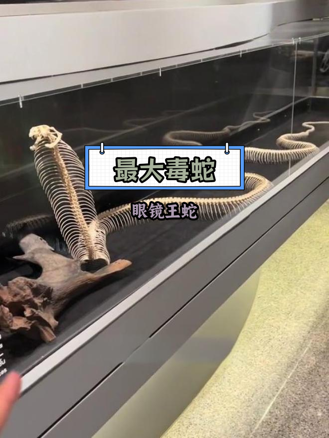 泰国眼镜王蛇标本,最长可达6米