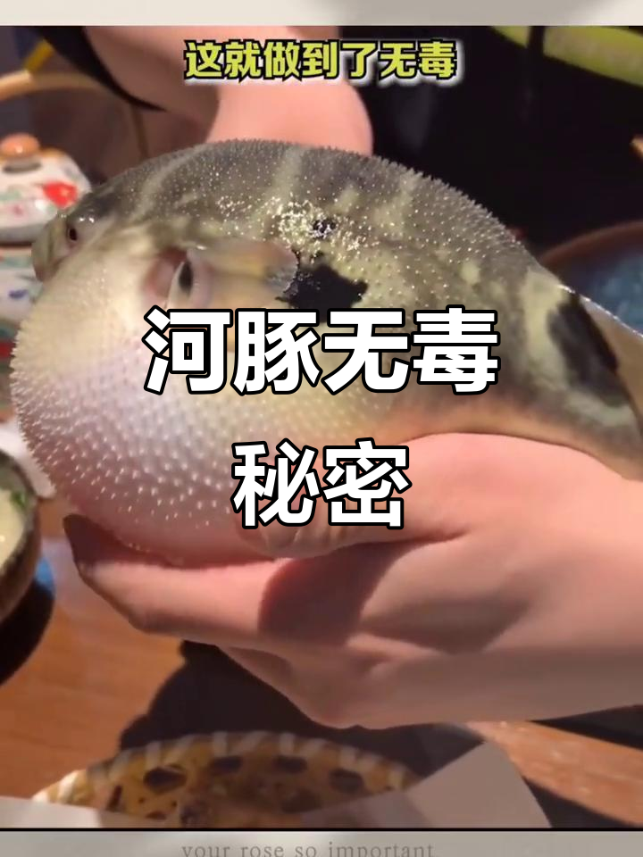 无毒河豚养殖揭秘,过程超有趣!