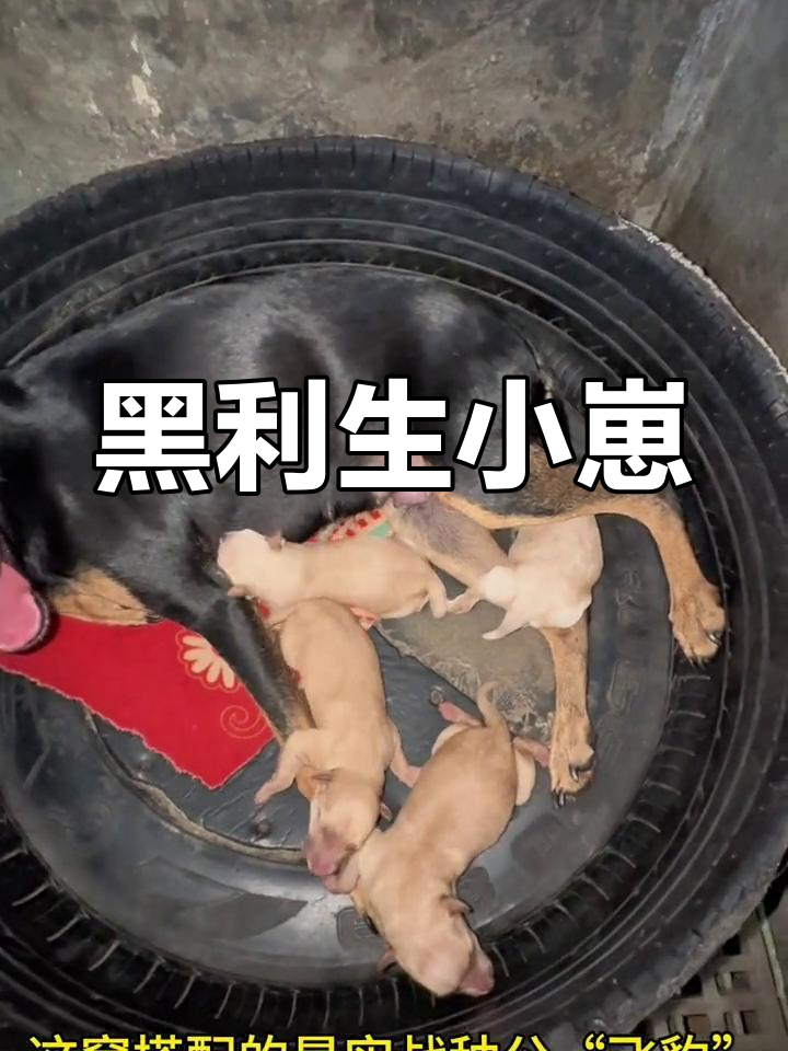 猎兔犬2号图片