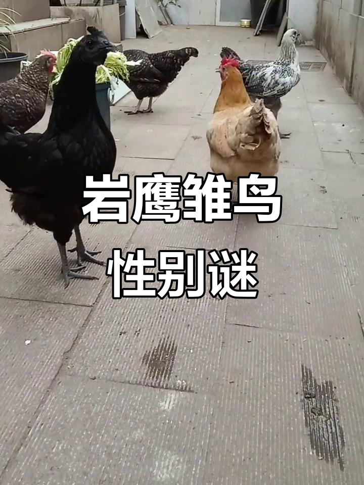 岩鹰幼崽性别未定,叫声像公鸡,母鸡是否会经历变声期?