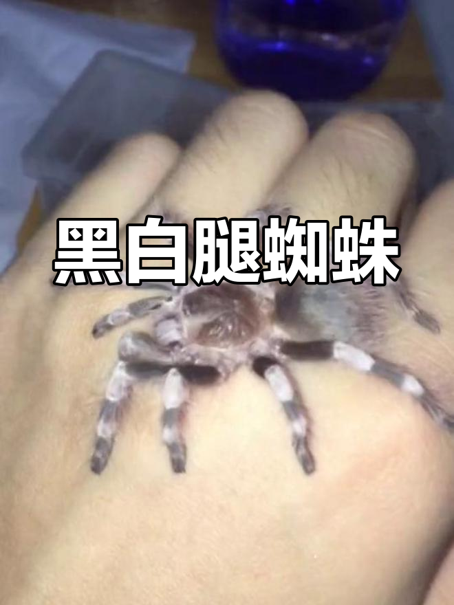 黑白腿蜘蛛,笑翻全场