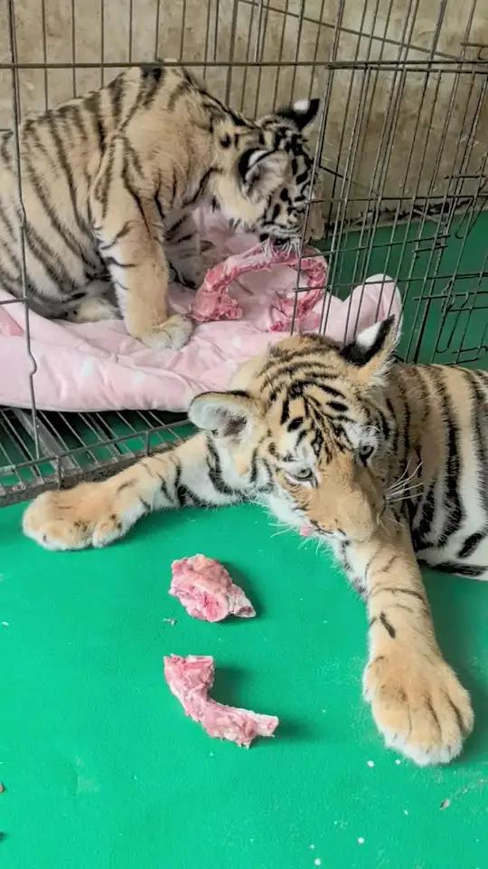 东北虎幼崽吃排骨了!东北虎 小老虎能有多萌