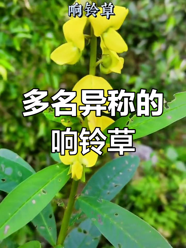 响铃草别名繁多,野花中的独特存在