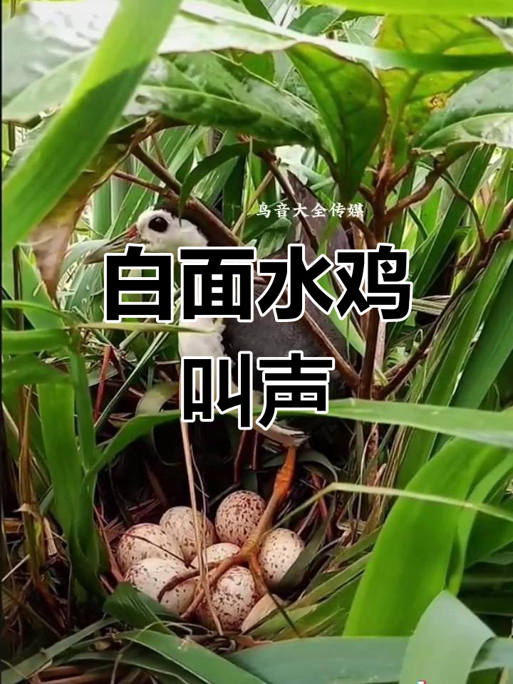 白面水鸡真实叫声大揭秘,快来听听这美妙的声音!