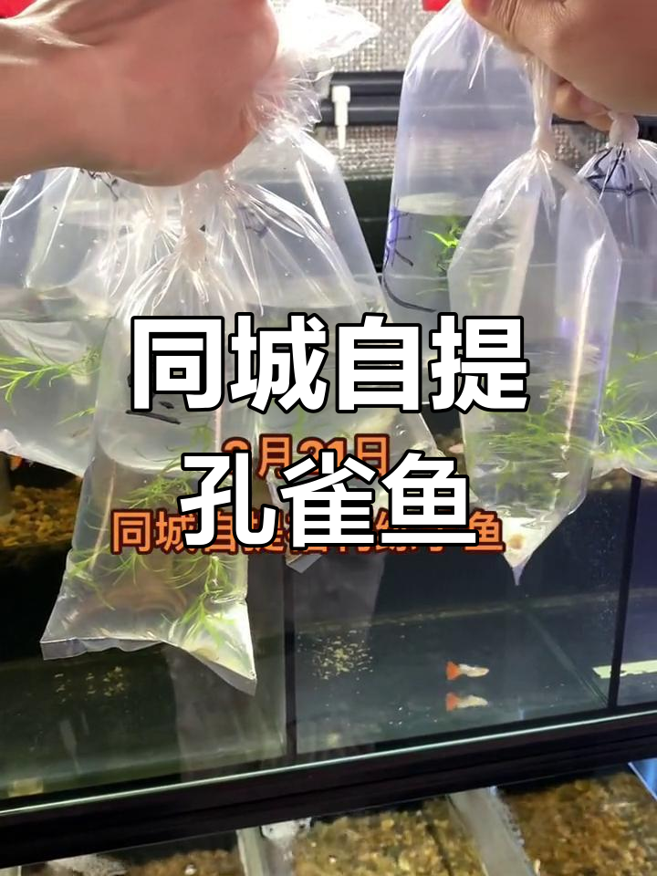 同城卖孔雀鱼的网站_同城卖孔雀鱼的网站有哪些