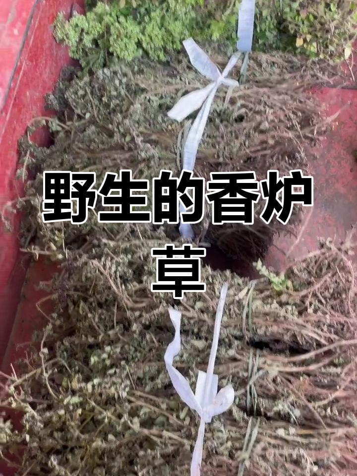 四川野生香炉草,夏日解暑必备神器