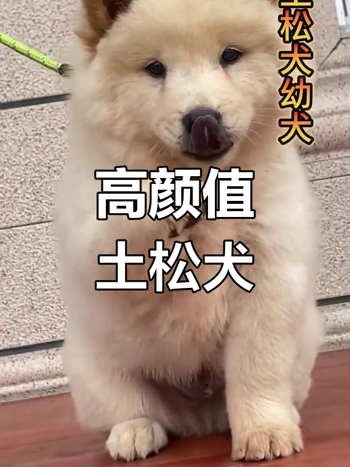 土松犬:颜值与智慧并存,忠诚护主的天生贵族