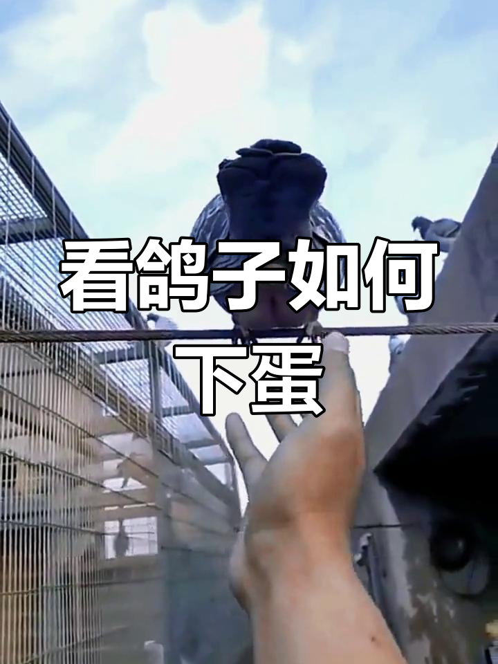 鸽子下蛋全过程,惊险刺激的"技术"展示
