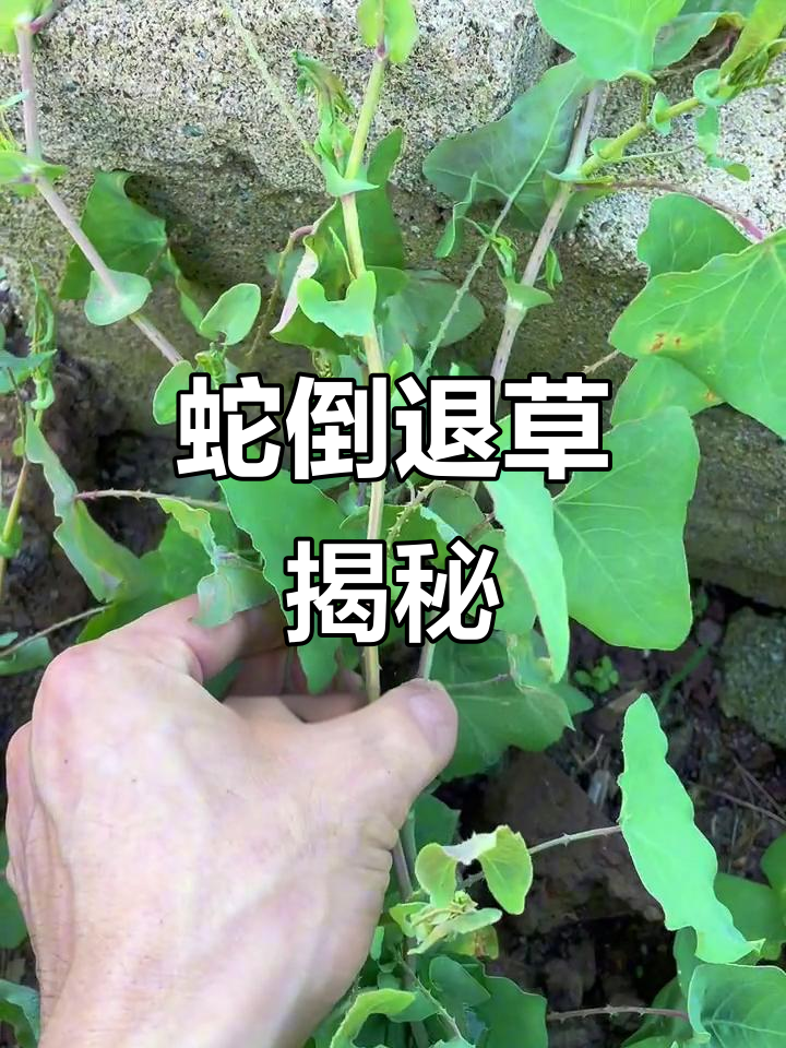 蛇倒退草:茎秆带刺,城市难寻的神奇植物