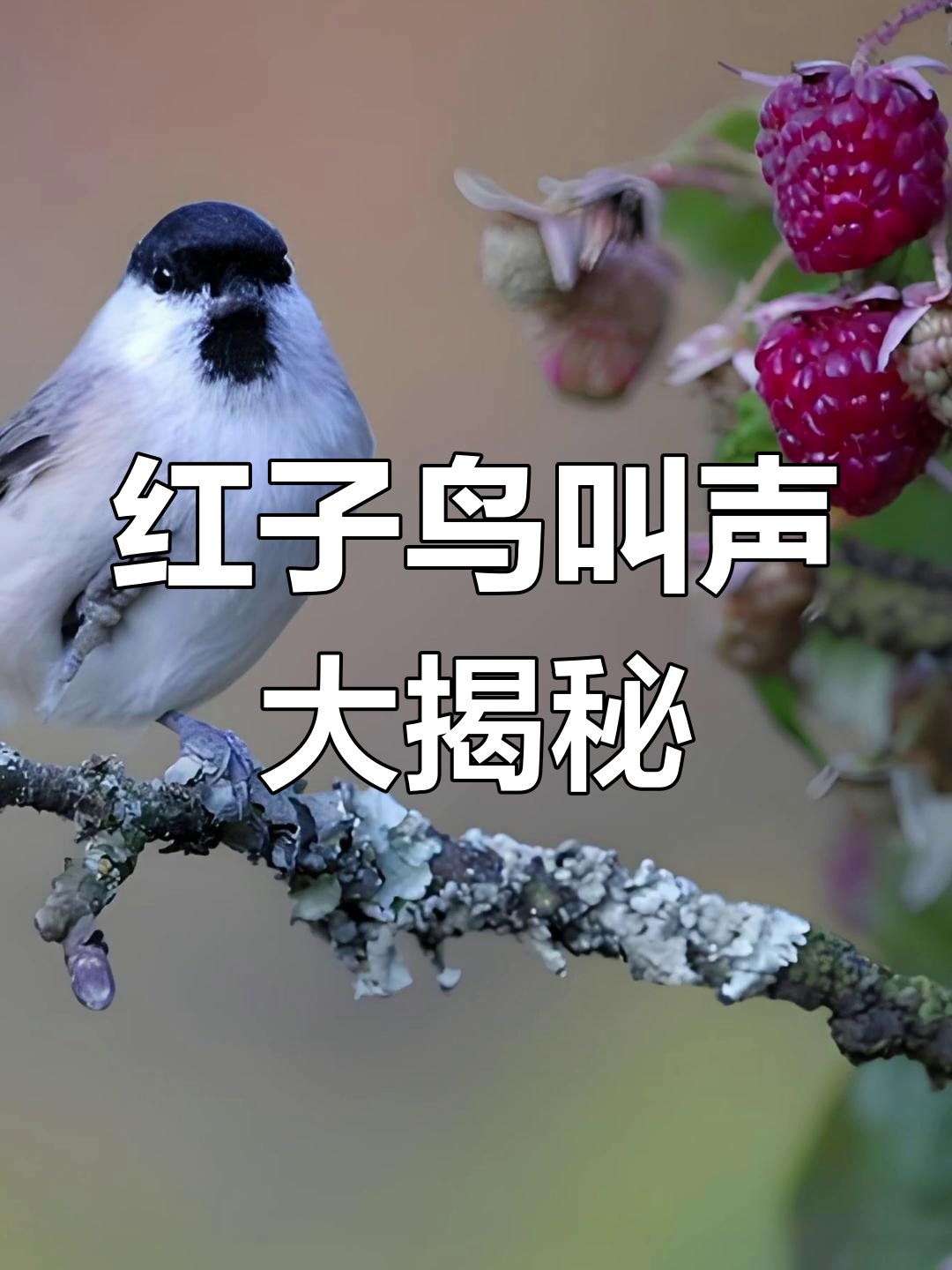 红子鸟叫声全解析,十六种口音一网打尽
