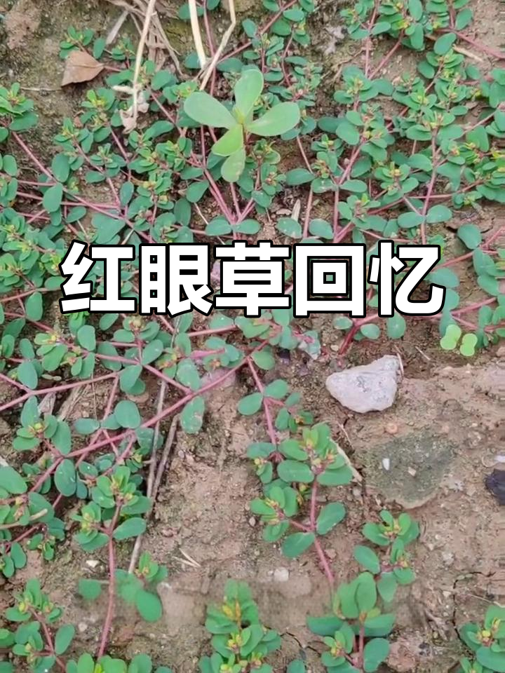 儿时记忆中的红眼草,断茎流汁,触碰眼睛会红肿