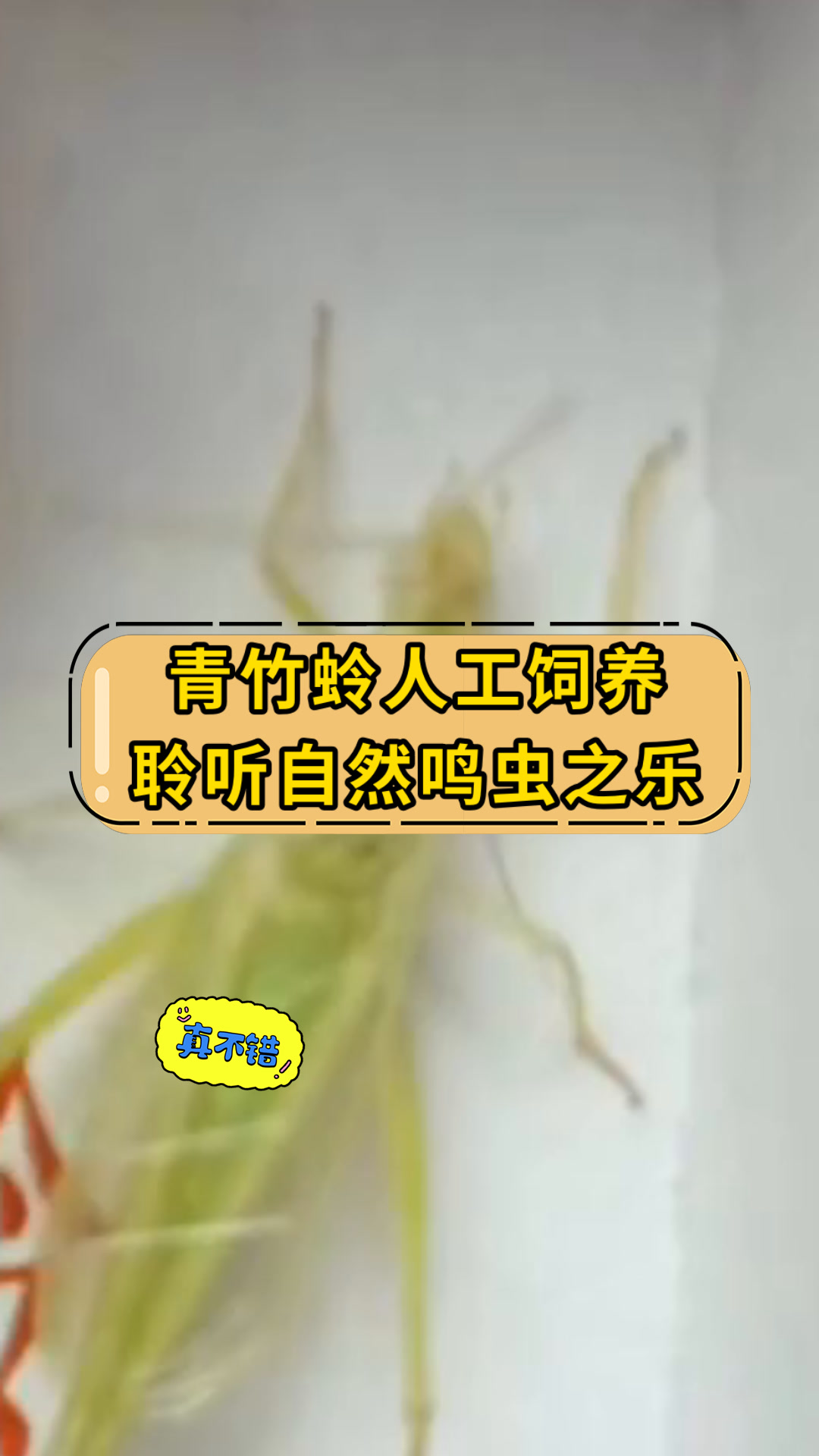 青竹蛉人工饲养聆听自然鸣虫之乐