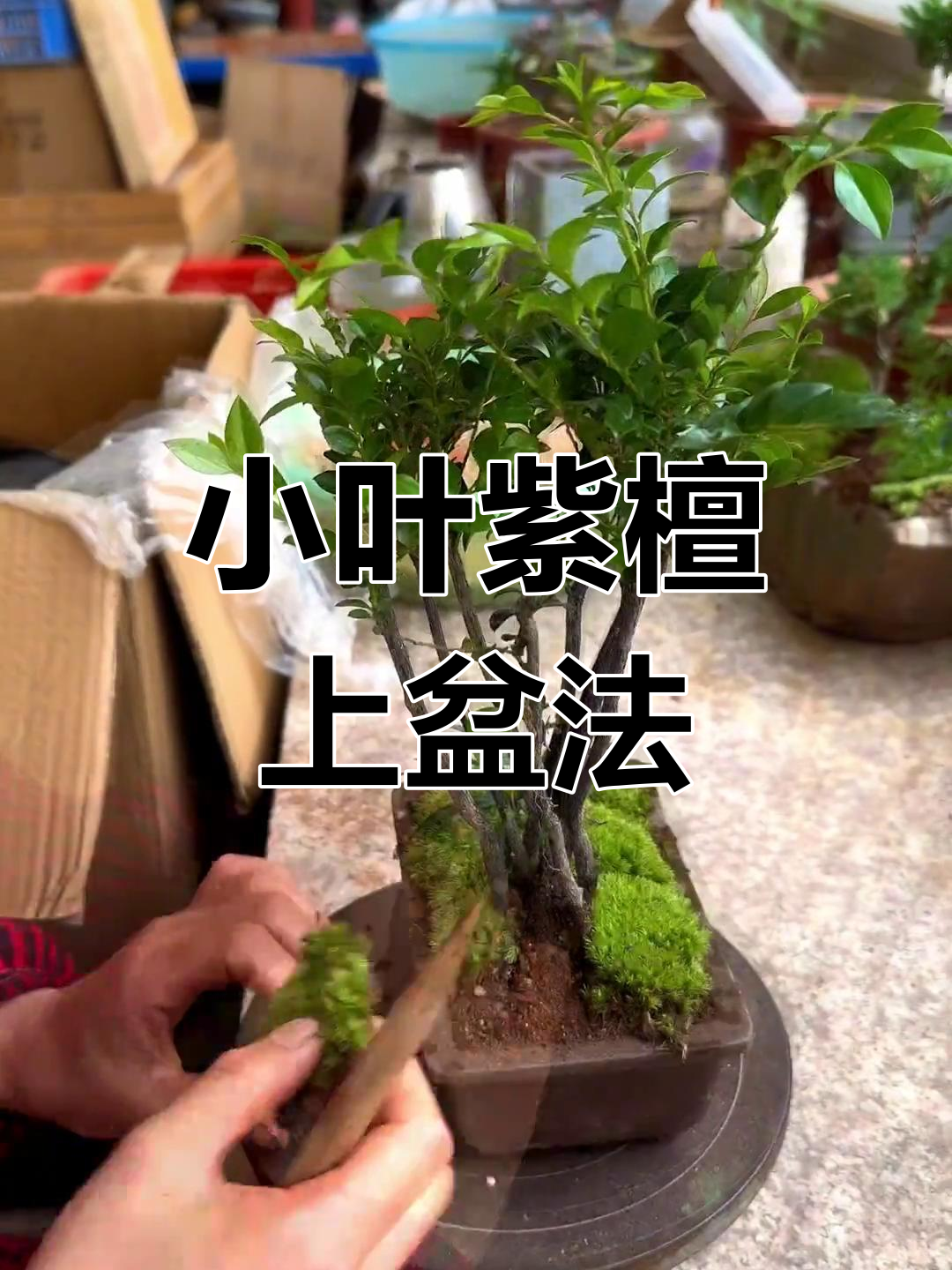 小叶紫檀树苗种植方法图片