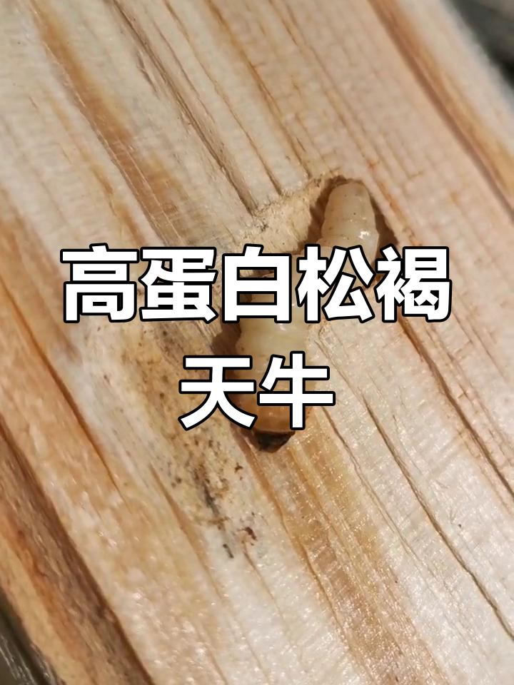 松褐天牛幼虫:只吃松树,高蛋白美味
