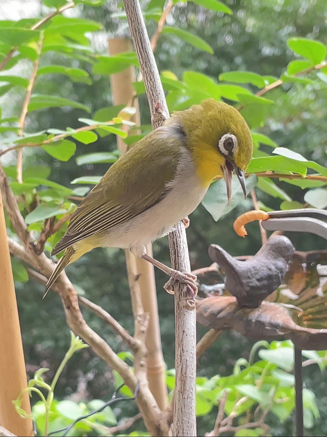 为了躲避长尾莺的袭击,绣眼鸟站得高逃得快 暗绿绣眼鸟 长尾缝叶莺