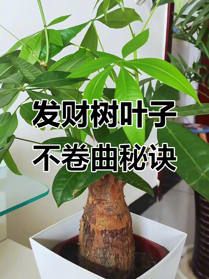 发财树叶子卷曲?六大养护技巧让它更健康