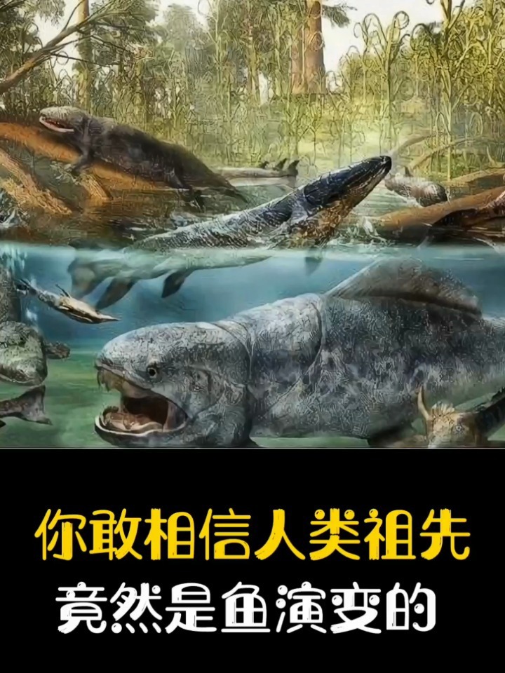 你敢相信人类祖先 竟然是鱼演变的