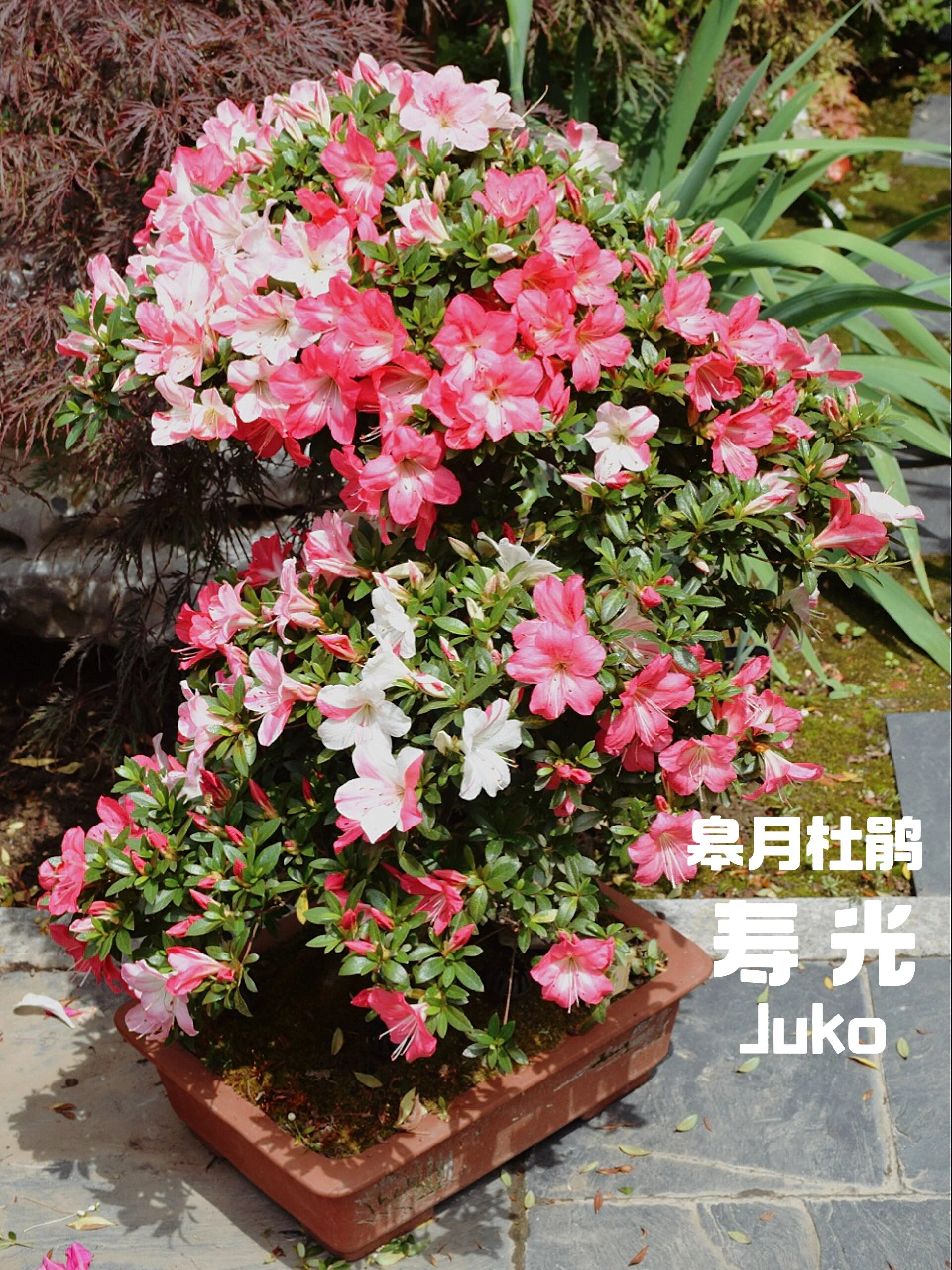寿光,皋月杜鹃