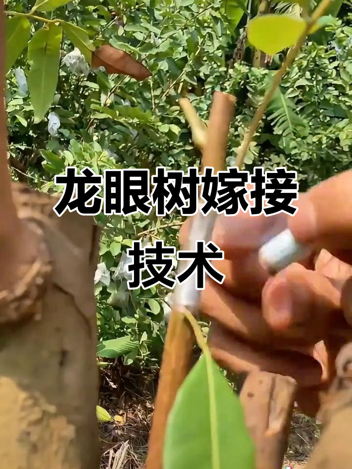龙眼树嫁接技巧:两种常用方法详解