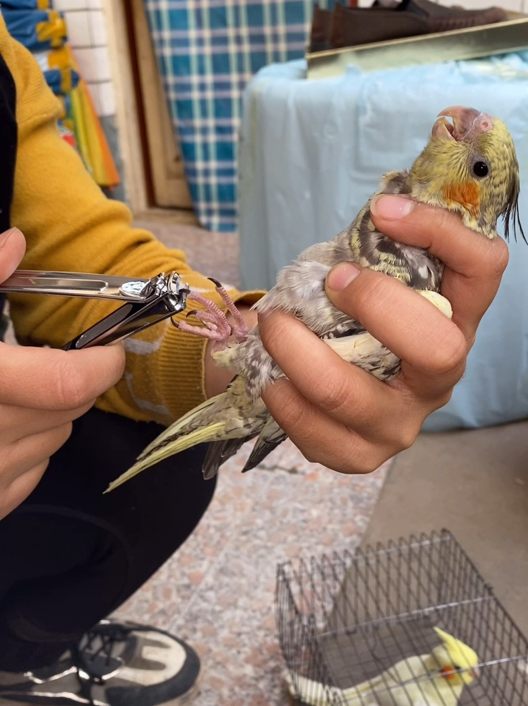 鹦鹉可以剪指甲吗