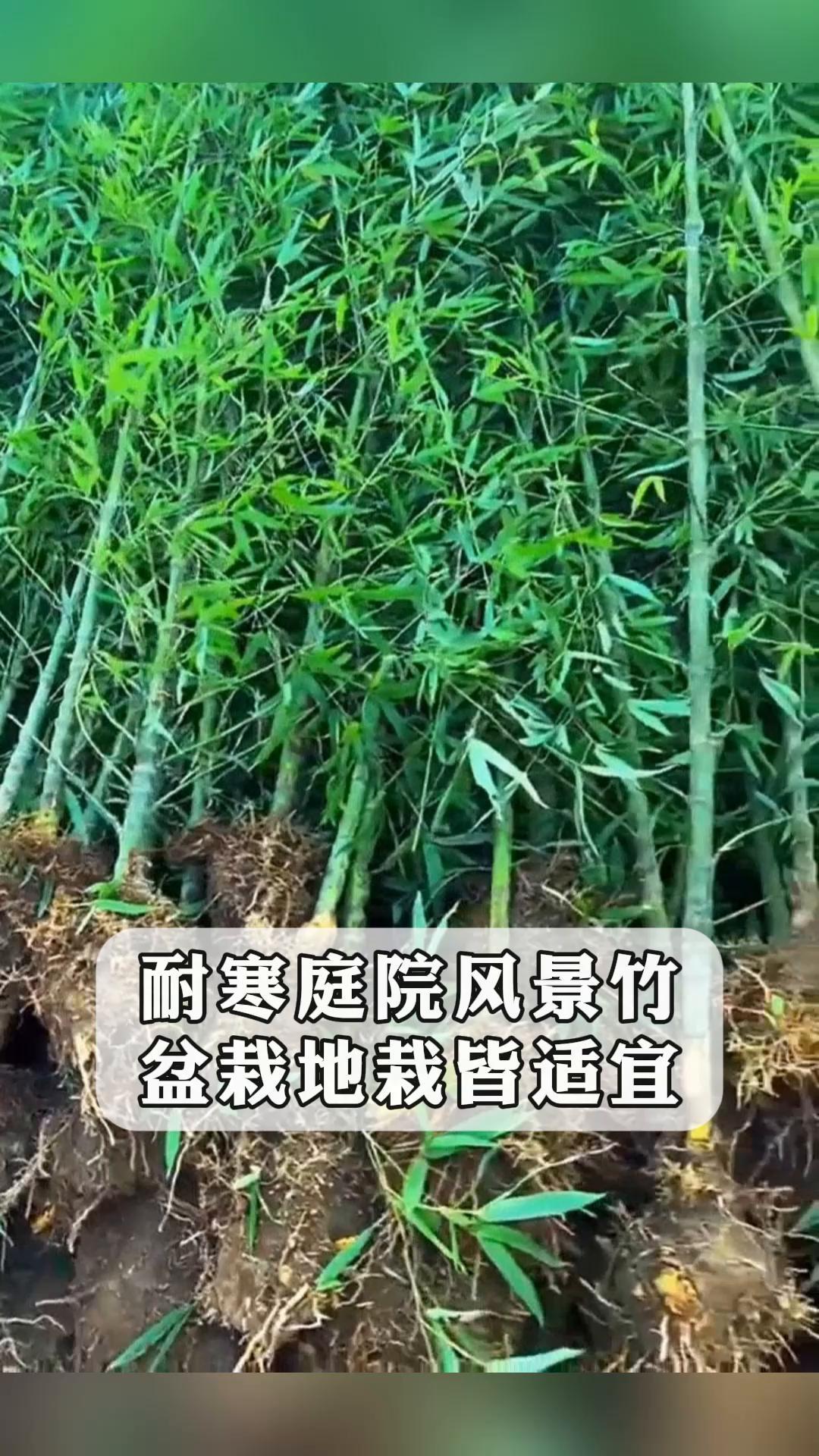 庭院矮竹子品种图片