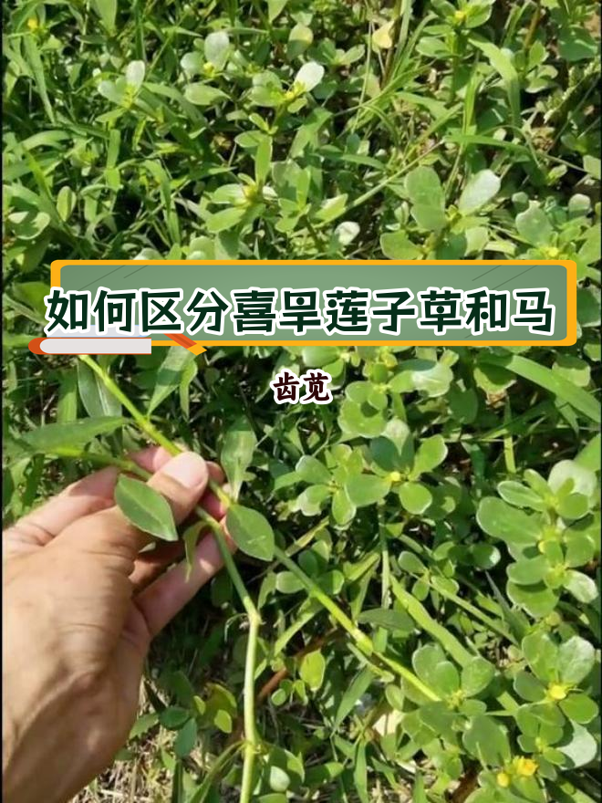 喜旱莲子草 食用方法图片