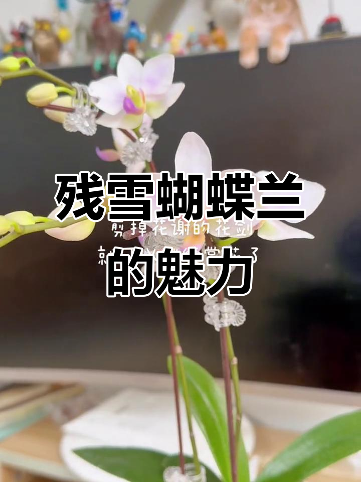 残雪蝴蝶兰:花开不断,仙气飘飘,美丽如初
