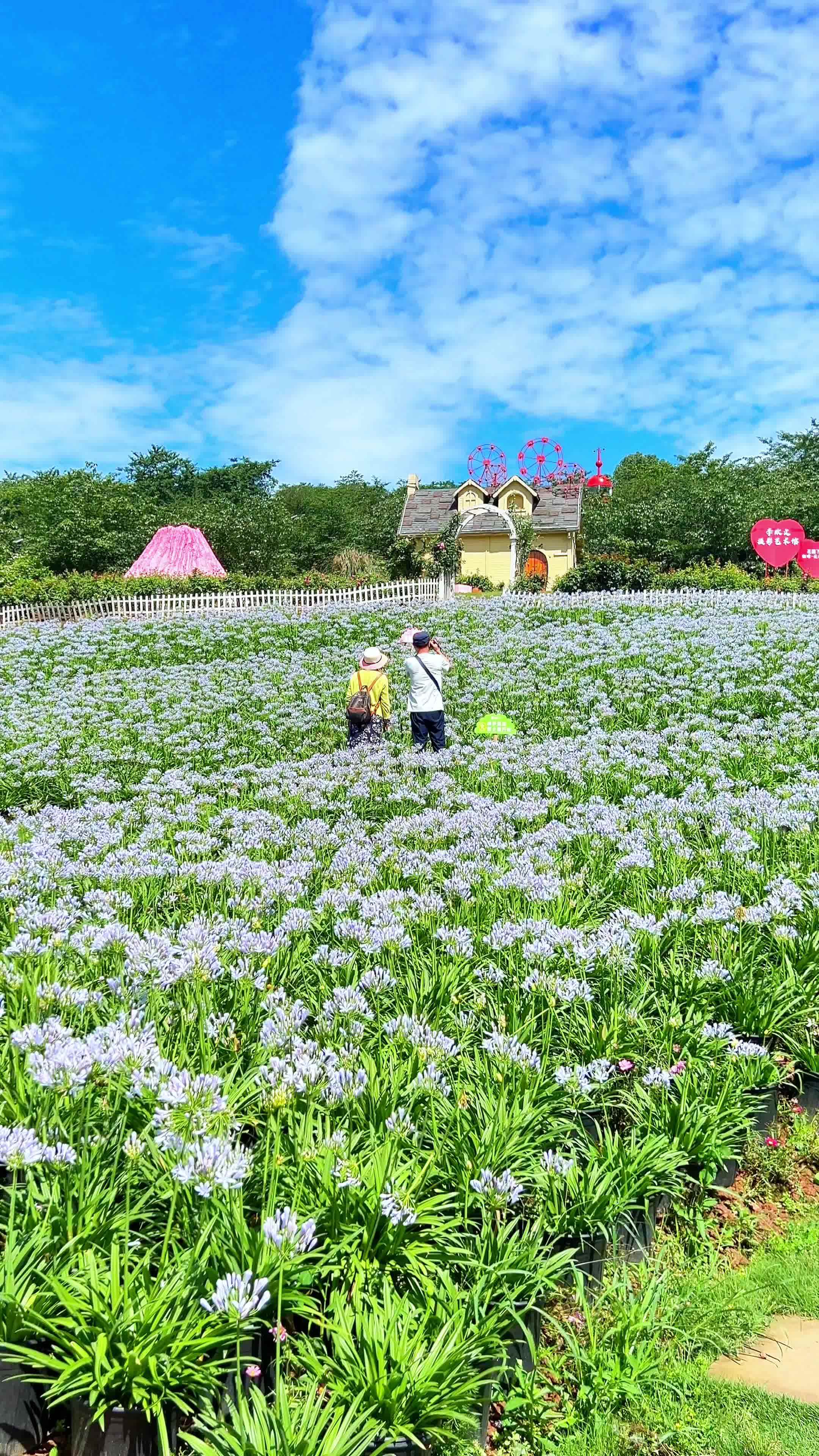 成都也有蓝白合花海了 漫花庄园 成都周边赏花地推荐 夏天的味道 周末